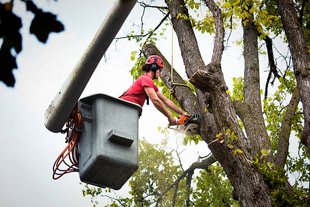 Best Tree Health Inspection  in Lolo, MT